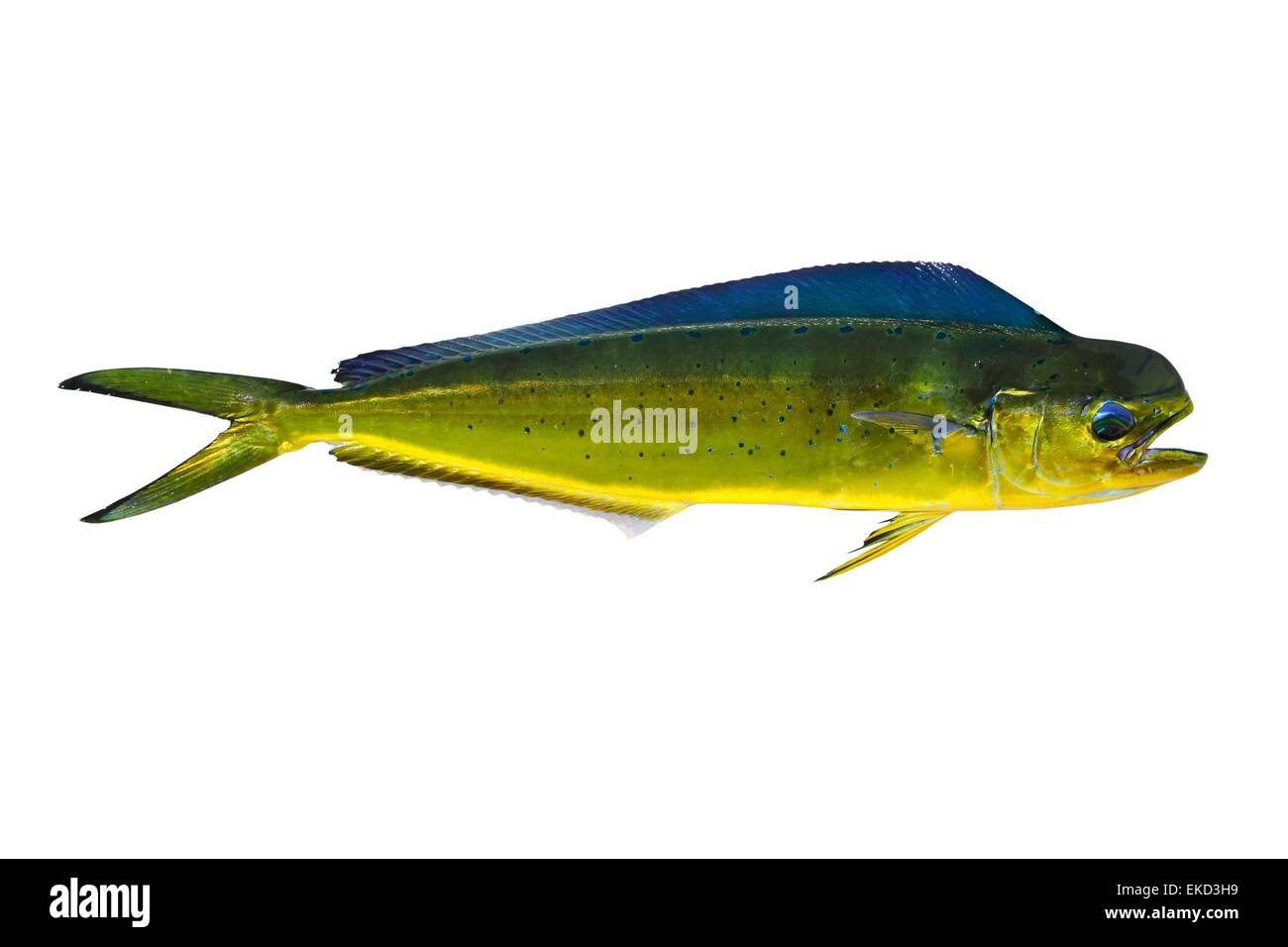 Aka Dorado dolphin fish mahimahi on white Stock Photo Alamy