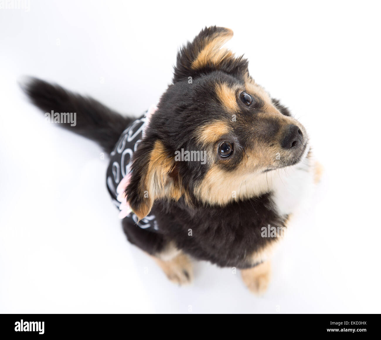 Cute puppy isolated on white background Stock Photo - Alamy
