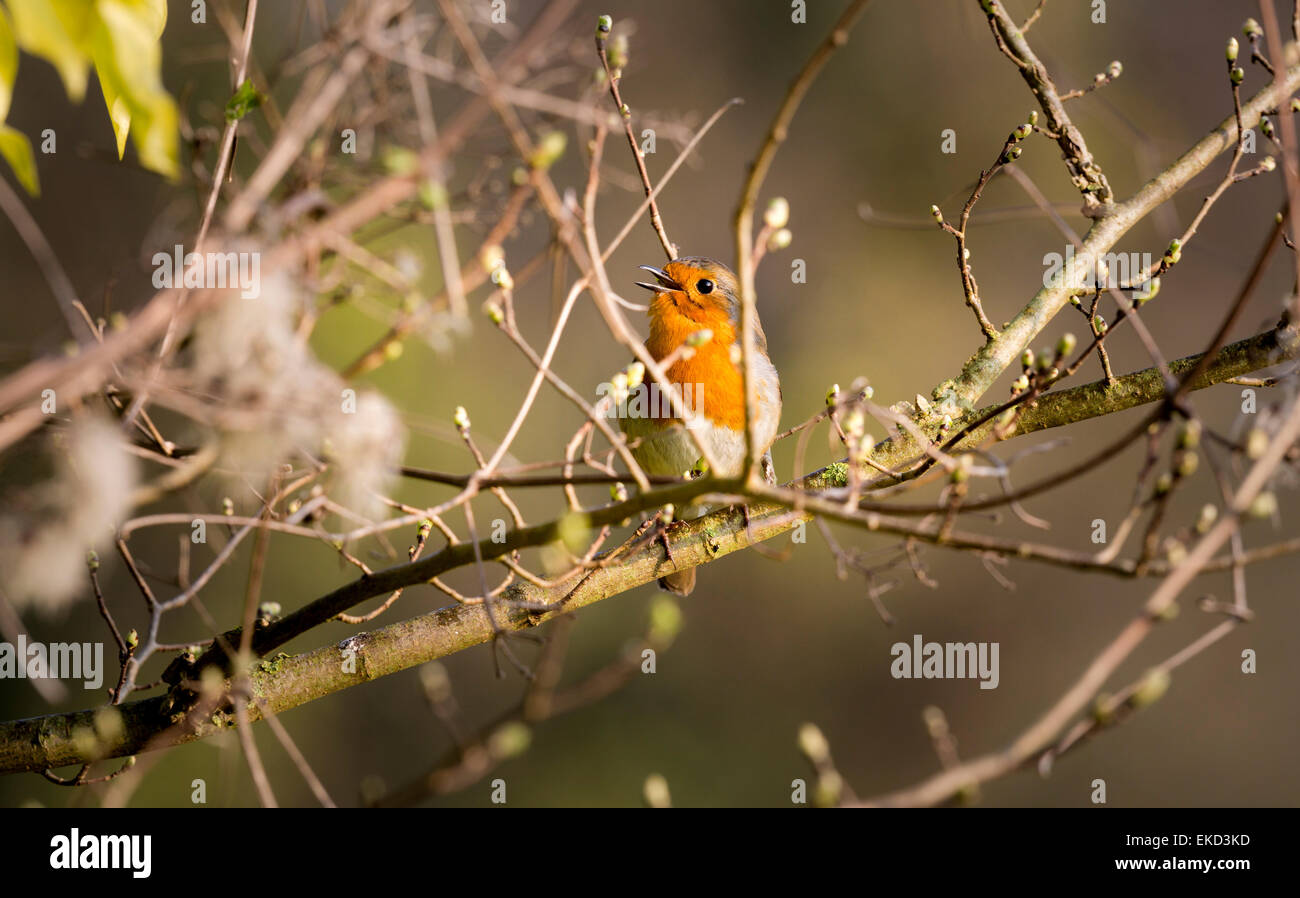 Dawn chorus hires stock photography and images Alamy