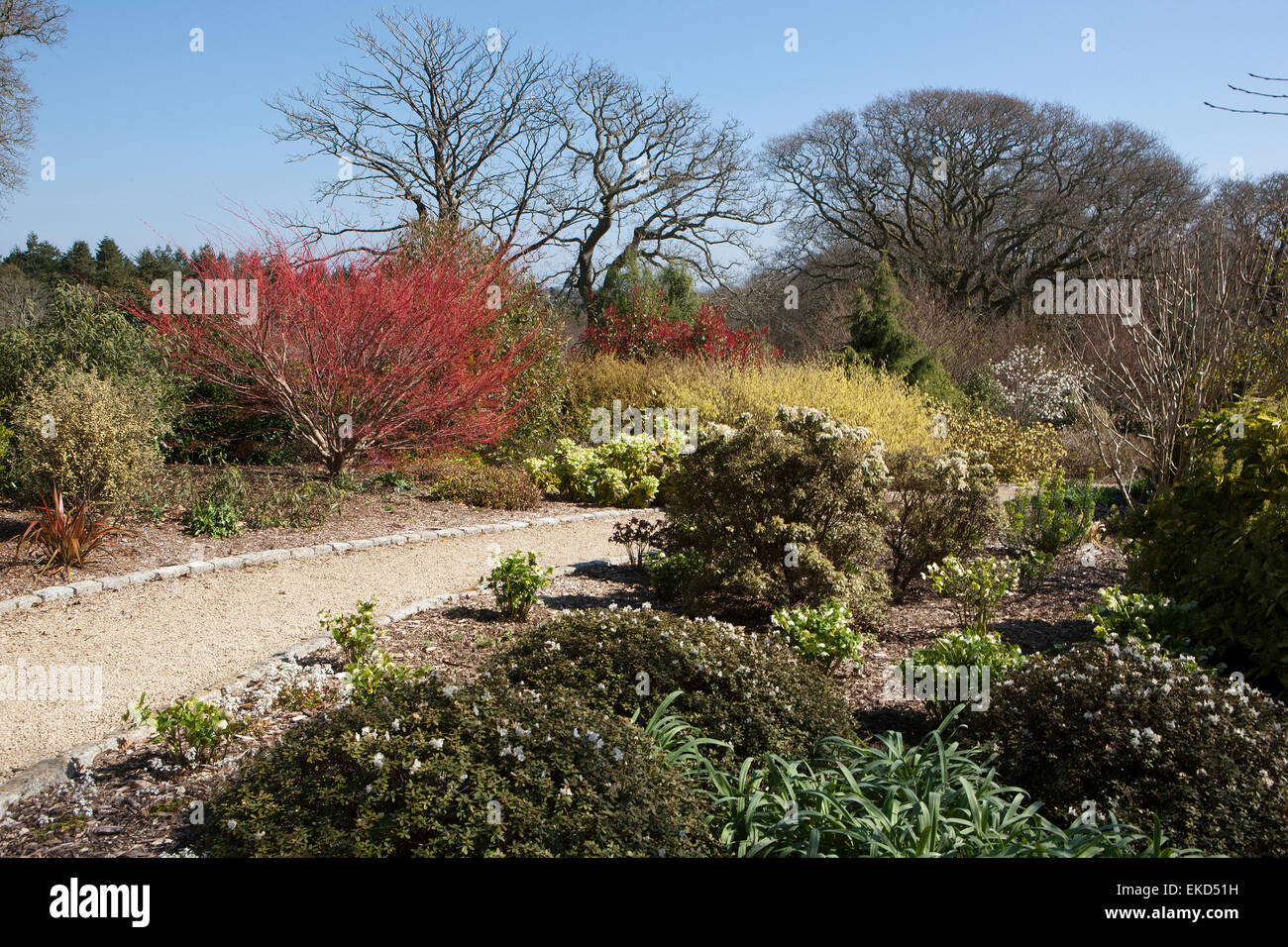 Japanese Maple Acer palmatum Sango kaku  in the winter garden at Pintum Park in Cornwall, on a spring day. Stock Photo