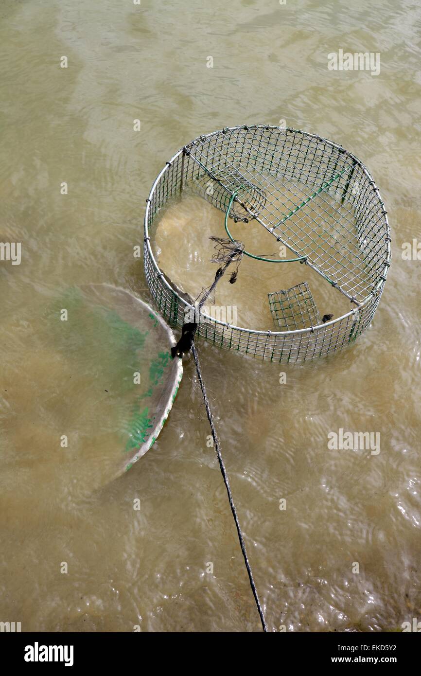 Crab trap wire round net in brown river Stock Photo - Alamy