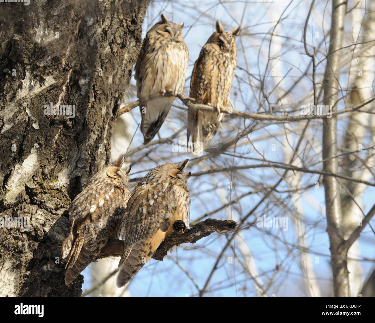 Four Long-eared Owls at the tree Stock Photo