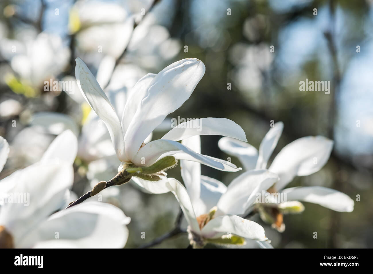 White Magnolia Flowers In Spring Against Blue Sky Stock Photo - Alamy