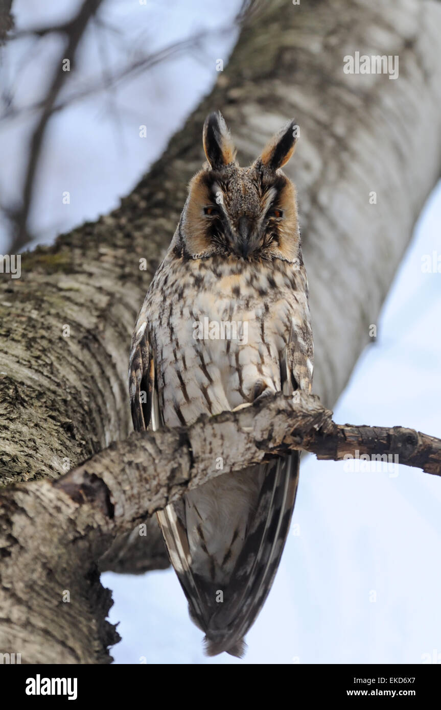 Long-eared Owl at the tree Stock Photo