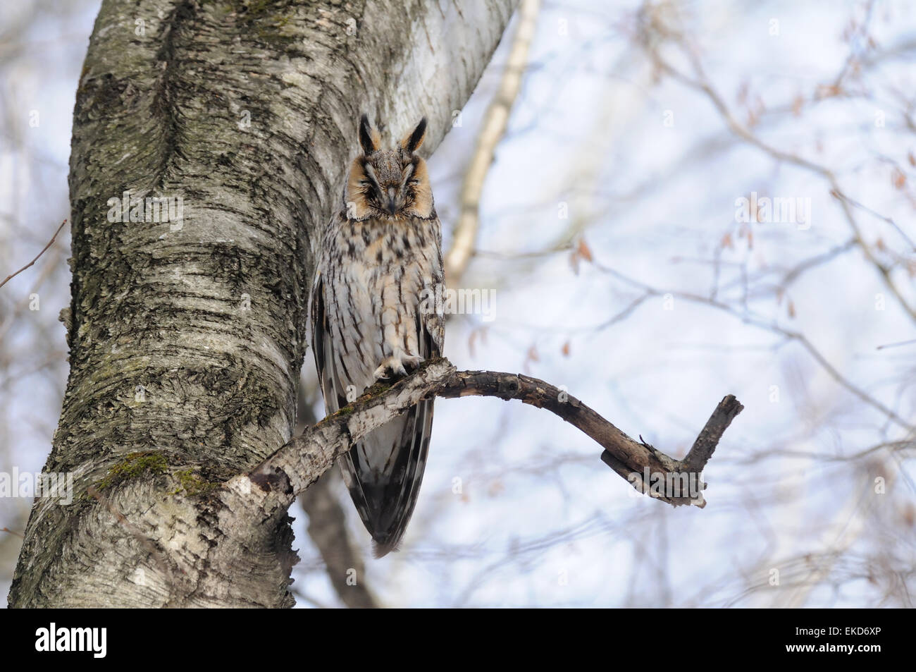 Long-eared Owl at the tree Stock Photo