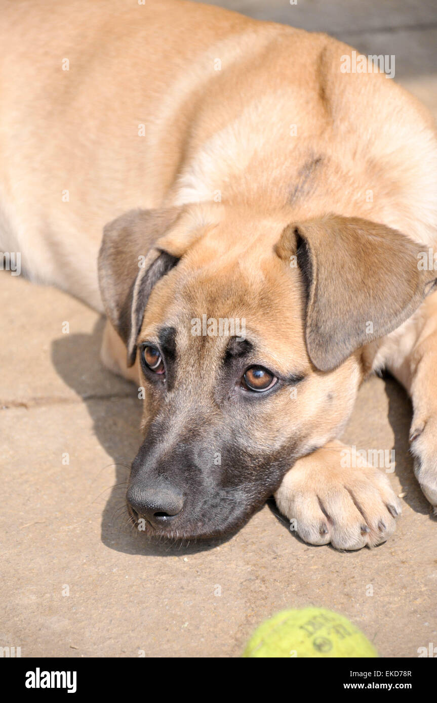 german shepherd cross puppy playing with a tennis ball Stock Photo Alamy