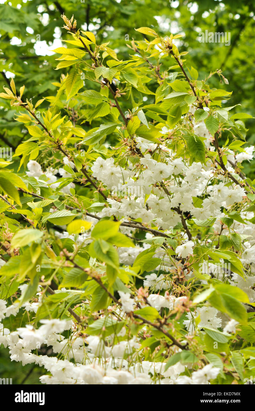 tree with white flowers Stock Photo Alamy