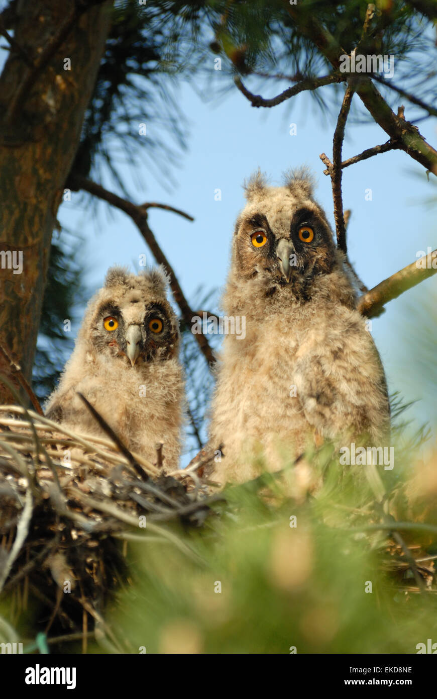 Long eared owl two hi res stock photography and images Alamy Long eared owl two hi res stock photography and images Alamy