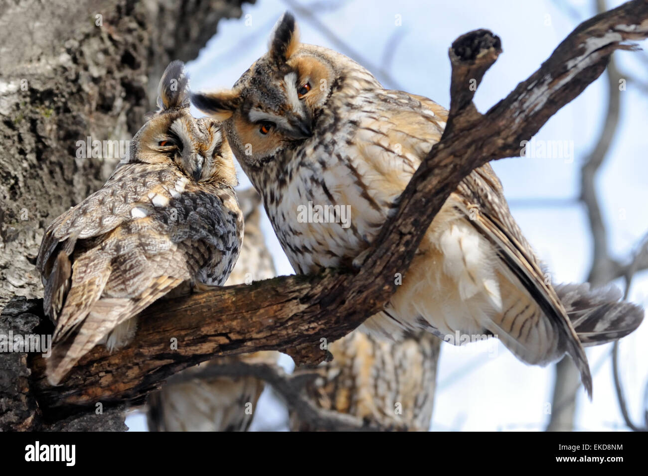 Four Long-eared Owsl at the tree Stock Photo