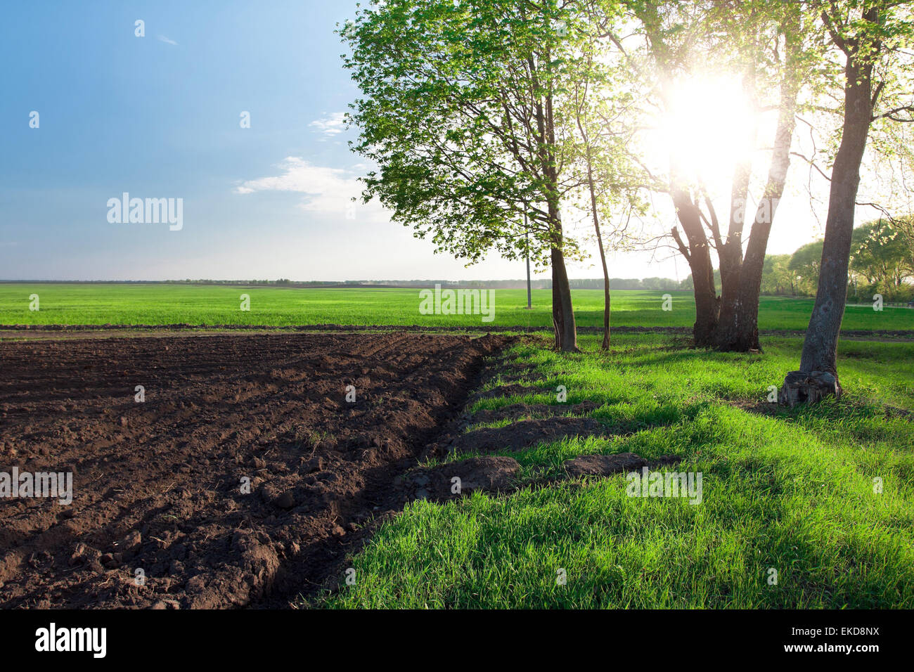 Green field at the sunset Stock Photo - Alamy