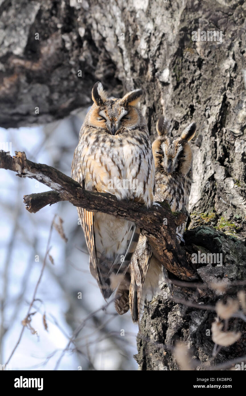 Two Long-eared Owls sitting at the birch branch Stock Photo