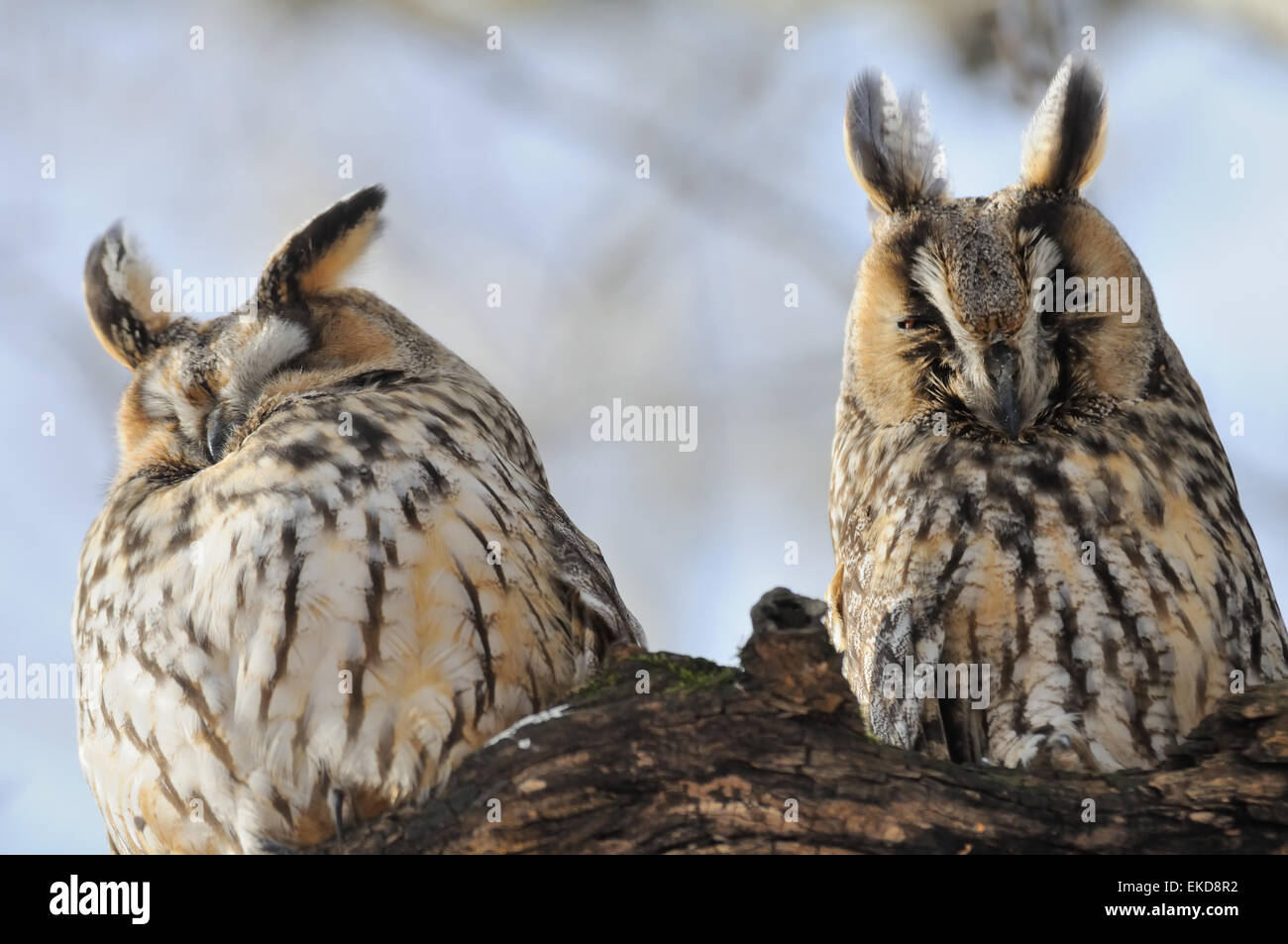 Two Long-eared Owls at the tree Stock Photo
