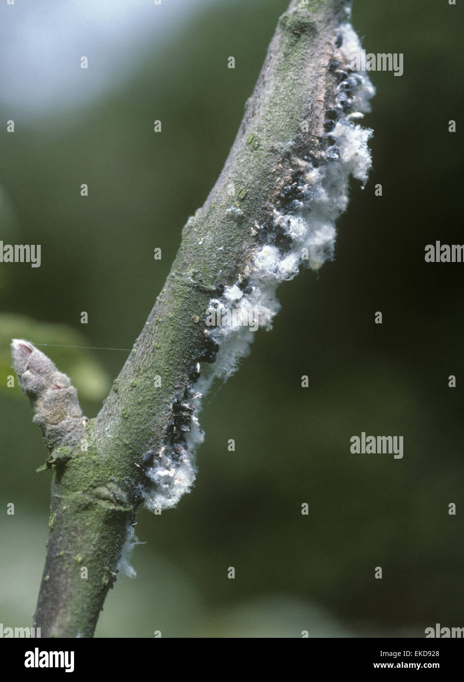 Woolly Aphid - Eriostoma lanigerum Stock Photo