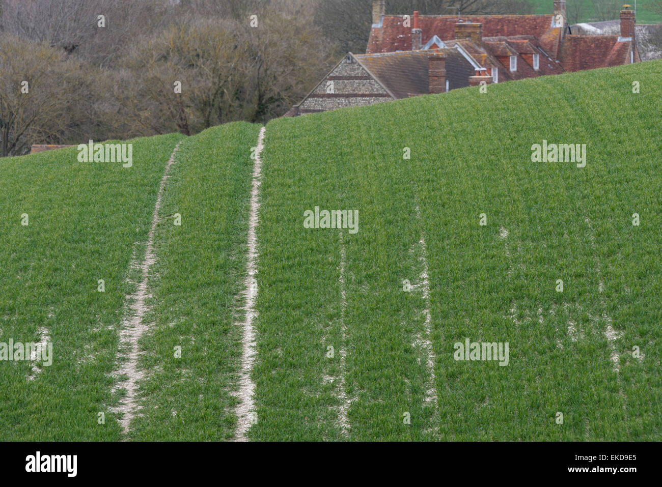 A planted field at East Sussex showing the underlying