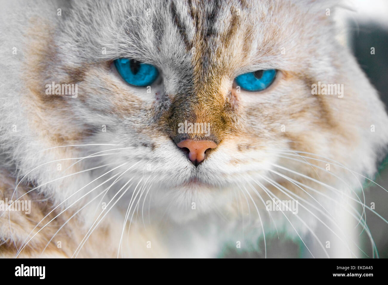 White lion with blue eyes hi-res stock photography and images - Alamy, image size:1300x956