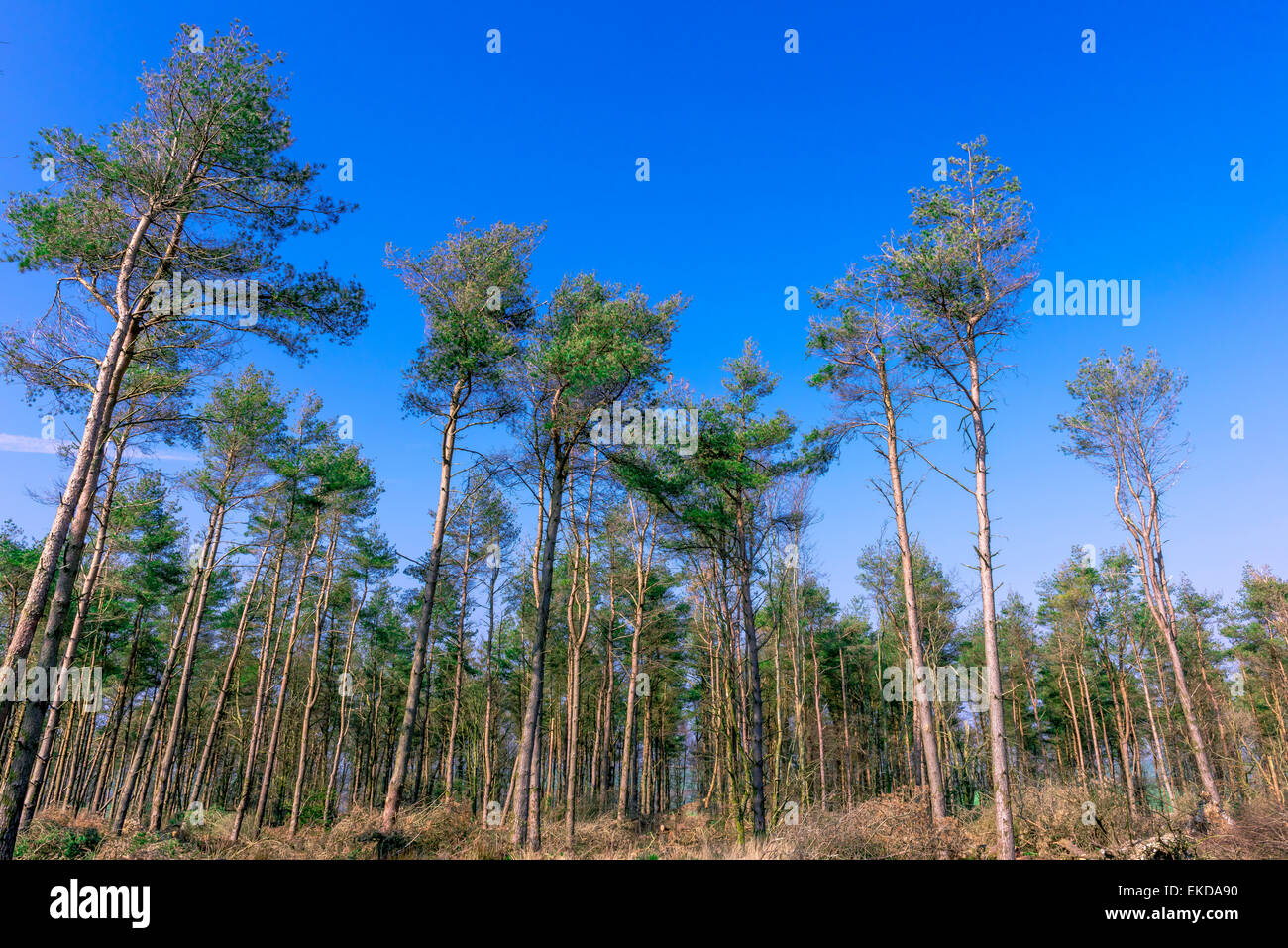 Trees in forest near Portesham Dorset. Stock Photo