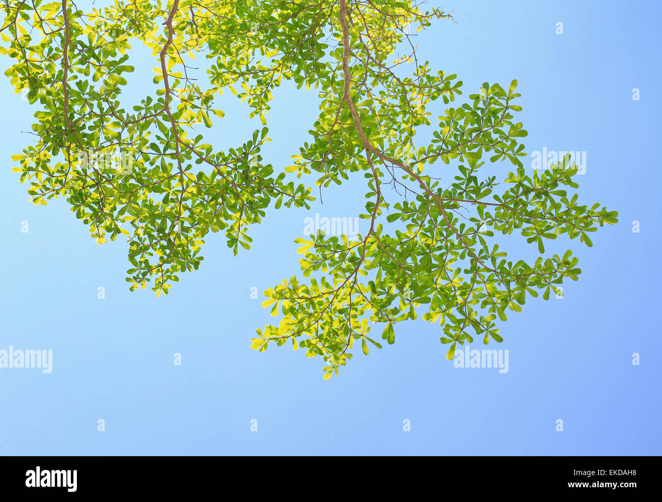 Green leaf with clear blue sky Stock Photo - Alamy
