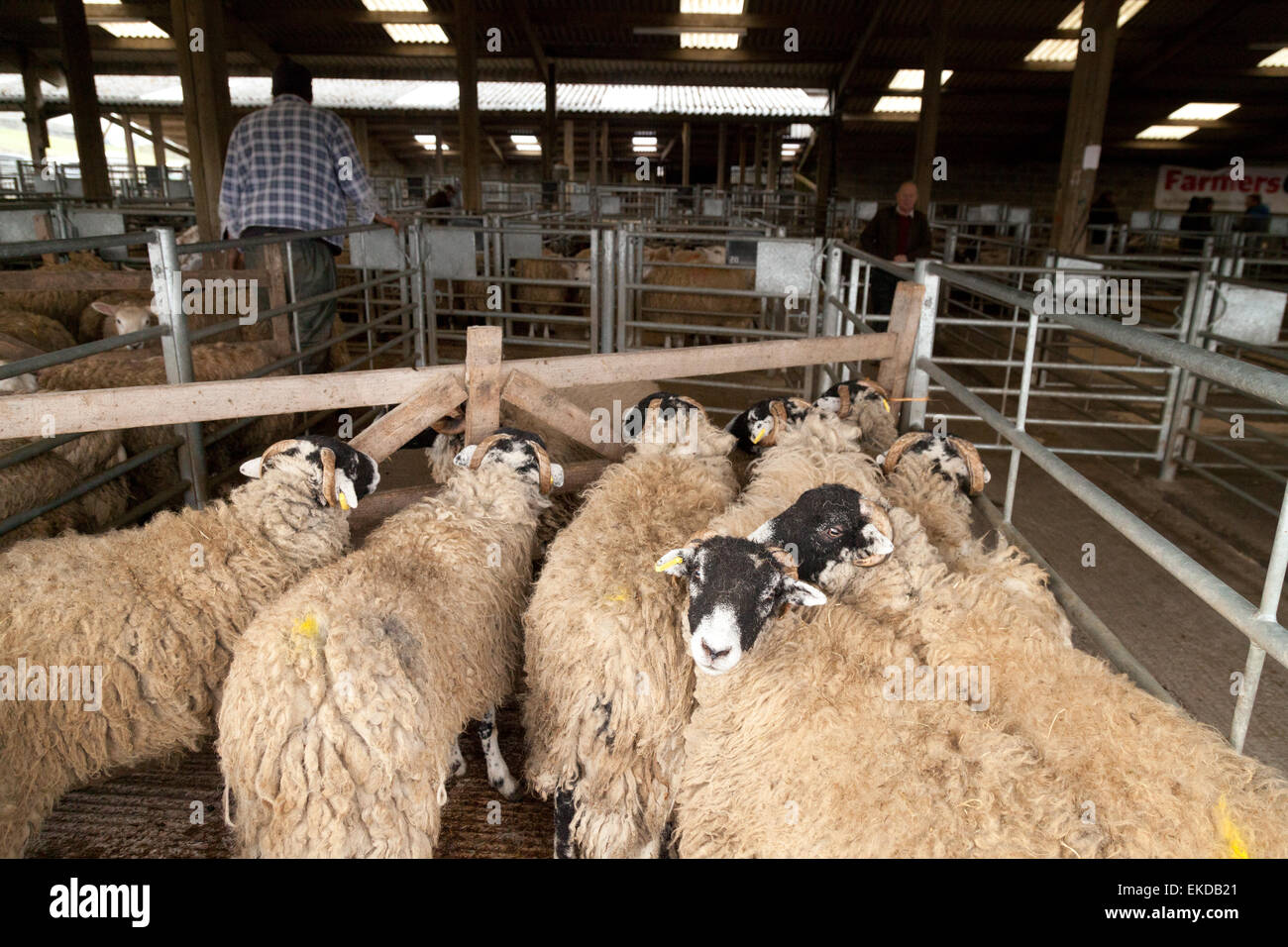 Swaledale sheep in a pen for an auction, Hawes sheep market, North Yorkshire Dales, UK Stock Photo