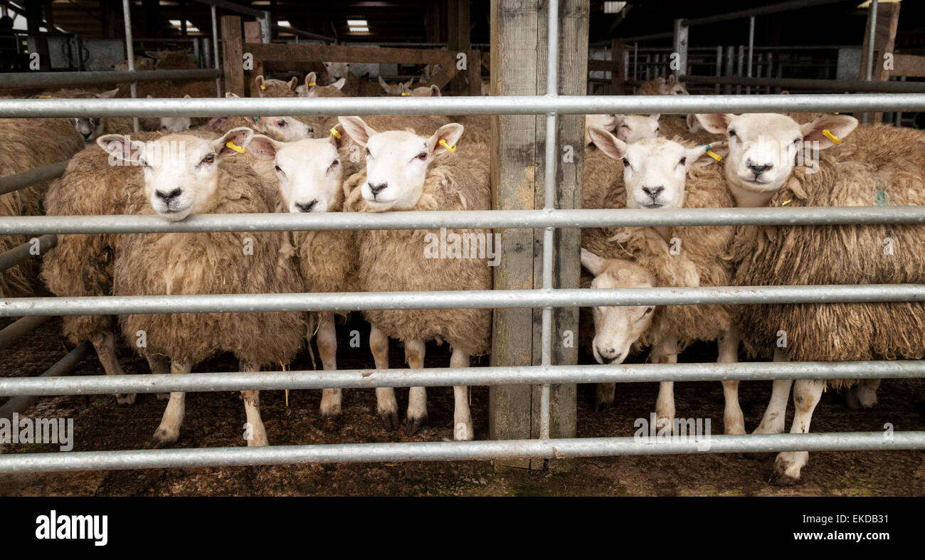 Sheep in a pen at a sheep market, Hawes, Yorkshire Dales, North Yorkshire England UK Stock Photo