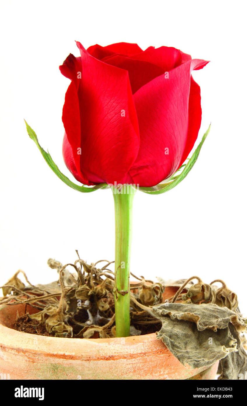 Beautiful red rose over dying plant on pot Stock Photo Alamy