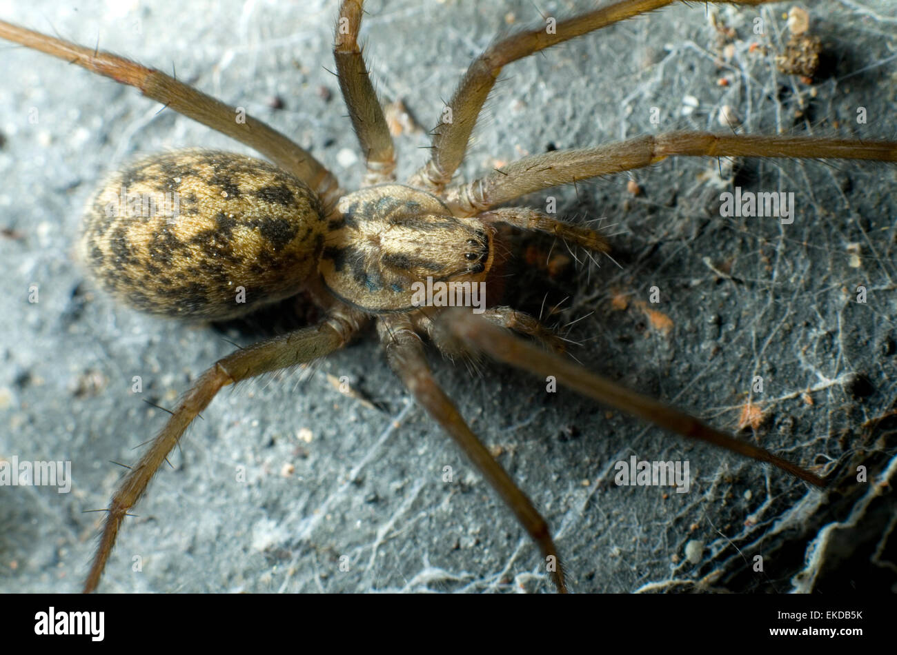 Top view close-up of a house spider (Tegenaria domestica). Stock Photo