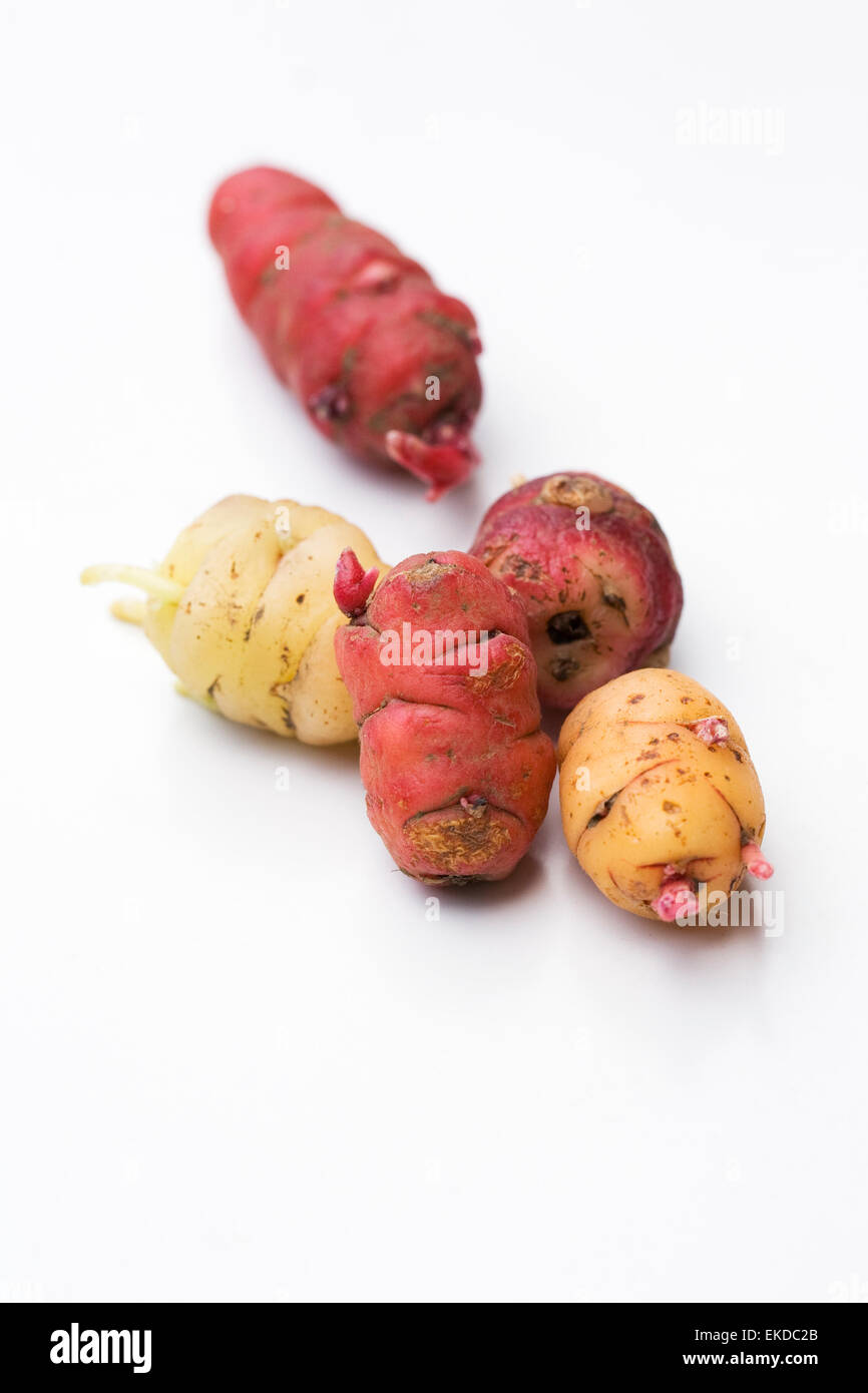 Oxalis tuberosa. A mixed variety of New Zealand yam tubers ready for planting. Stock Photo