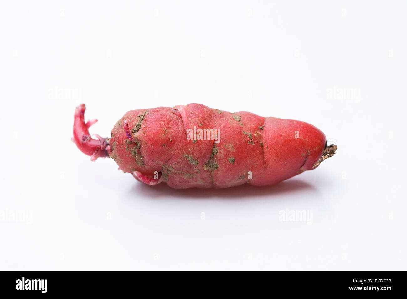 Oxalis tuberosa. A single red New Zealand yam seed tuber ready for planting. Stock Photo