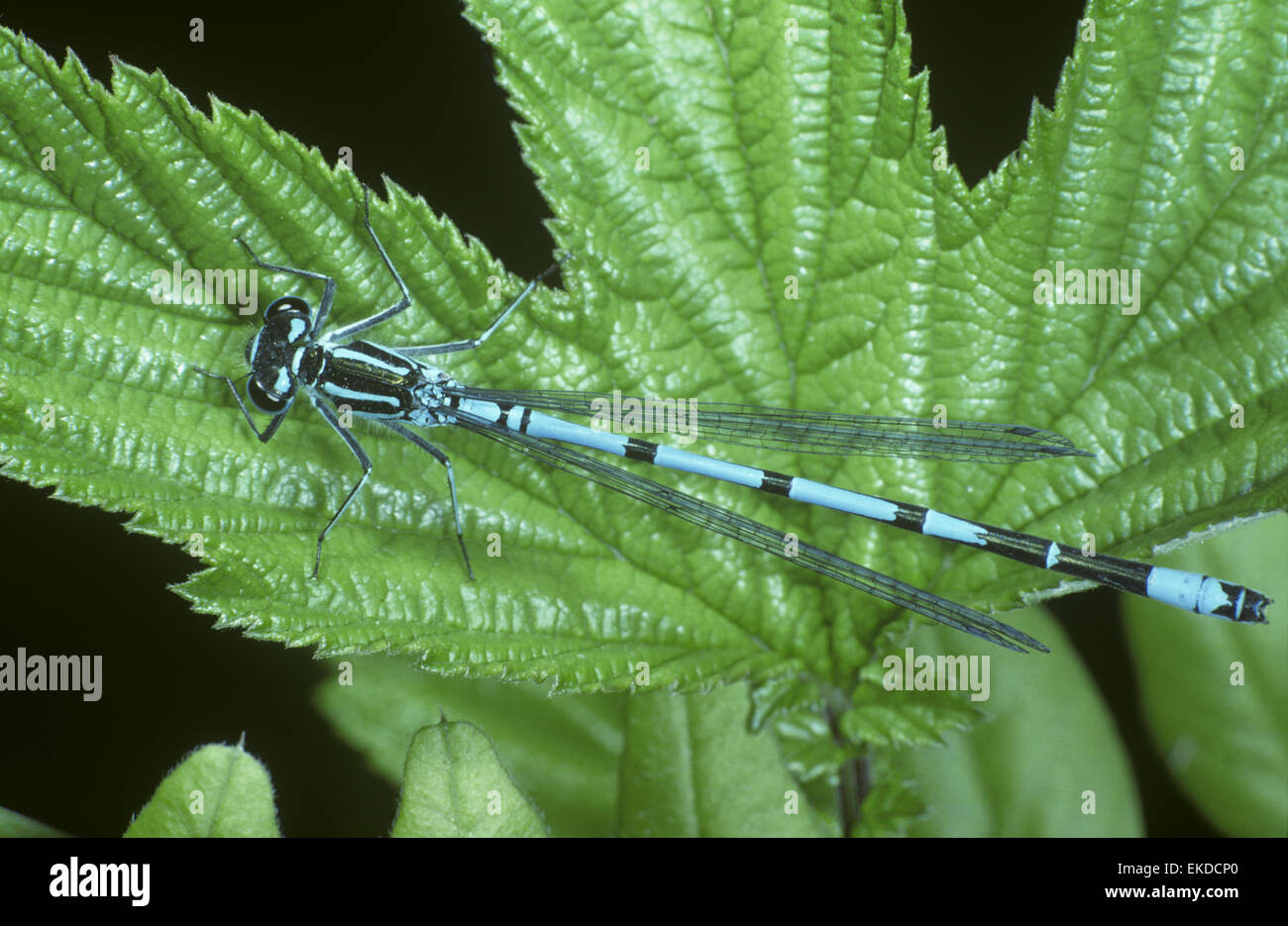 Azure Damselfly - Coenagrion puella Stock Photo - Alamy