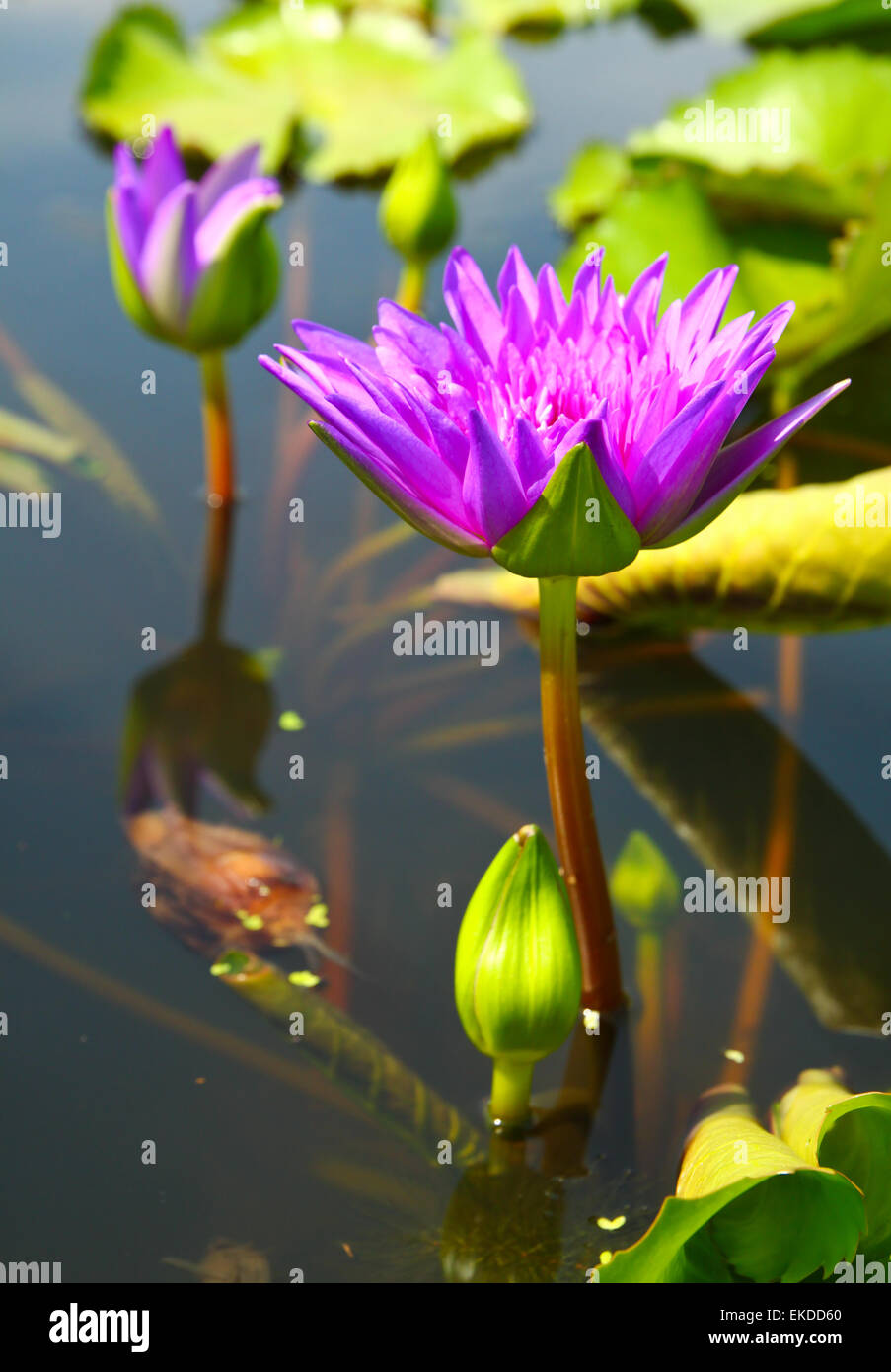 blossom lotus flowers in pond Stock Photo