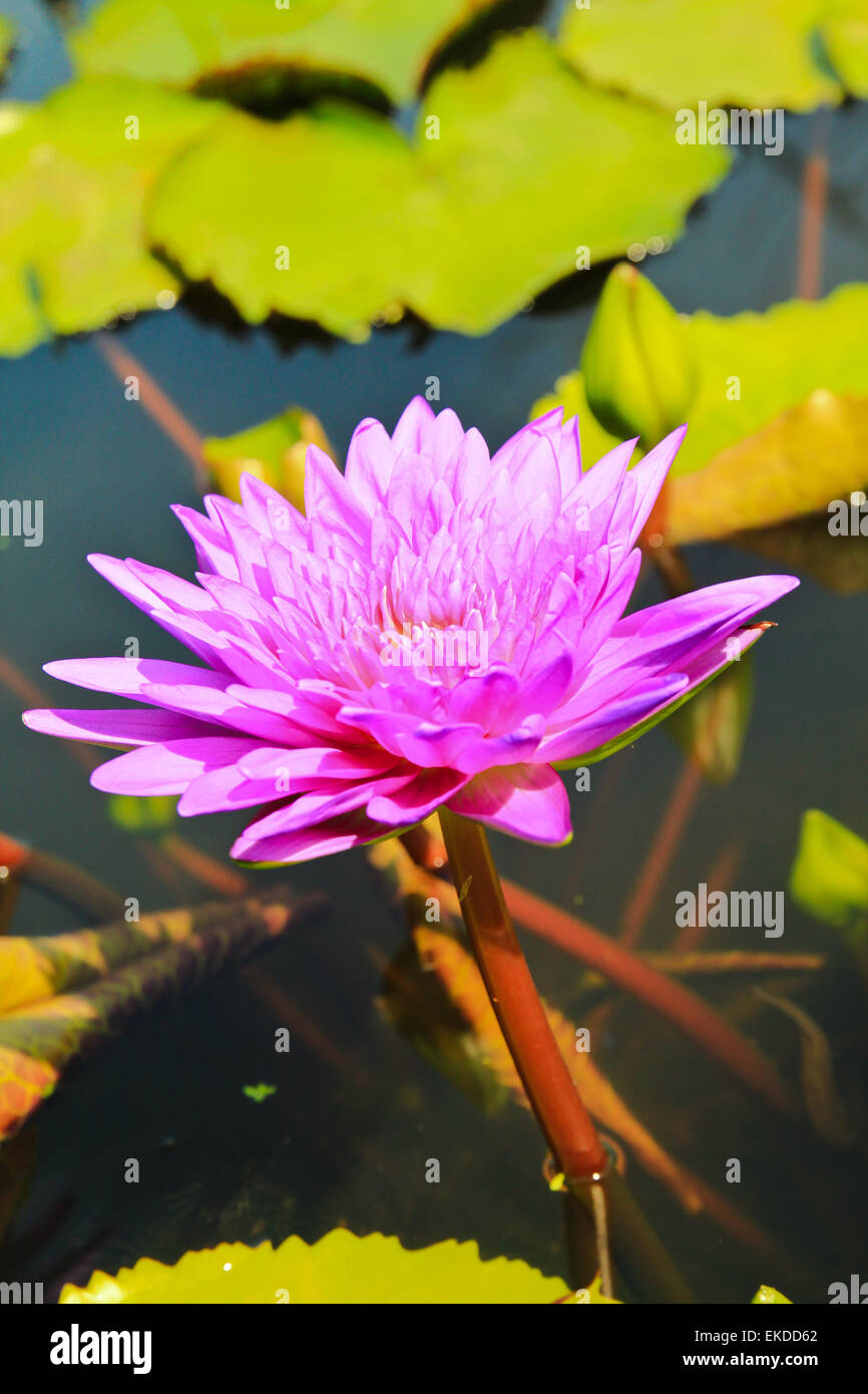 blossom lotus flower in pond Stock Photo