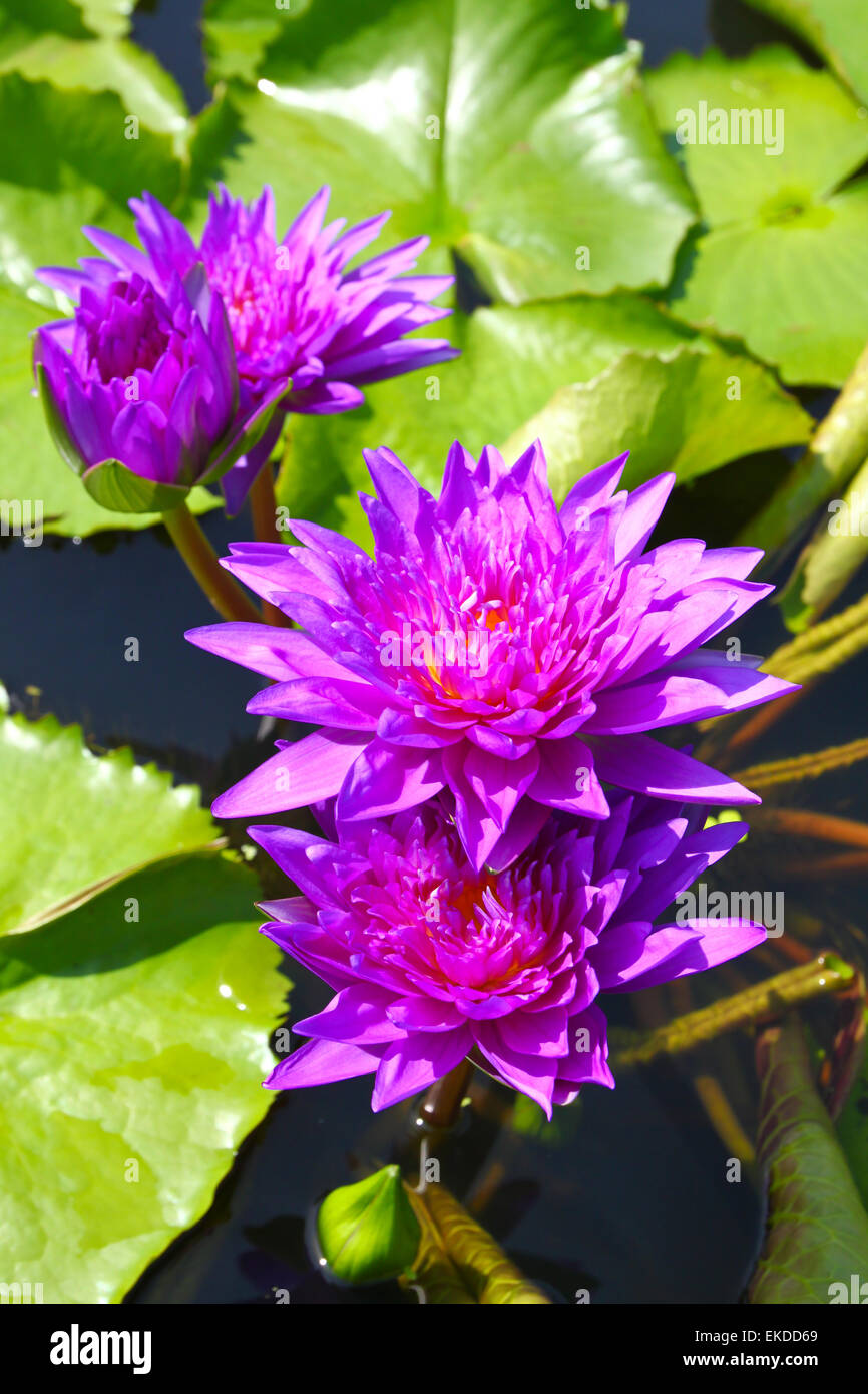 blossom lotus flowers in pond Stock Photo Alamy