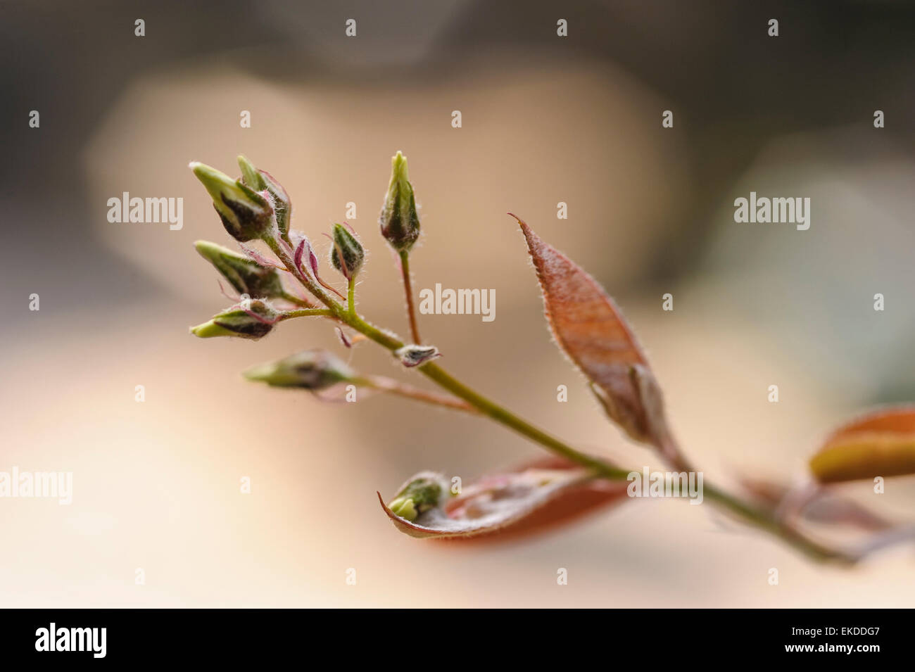 Amelanchier canadensis, with fresh leaves and flower buds. Stock Photo