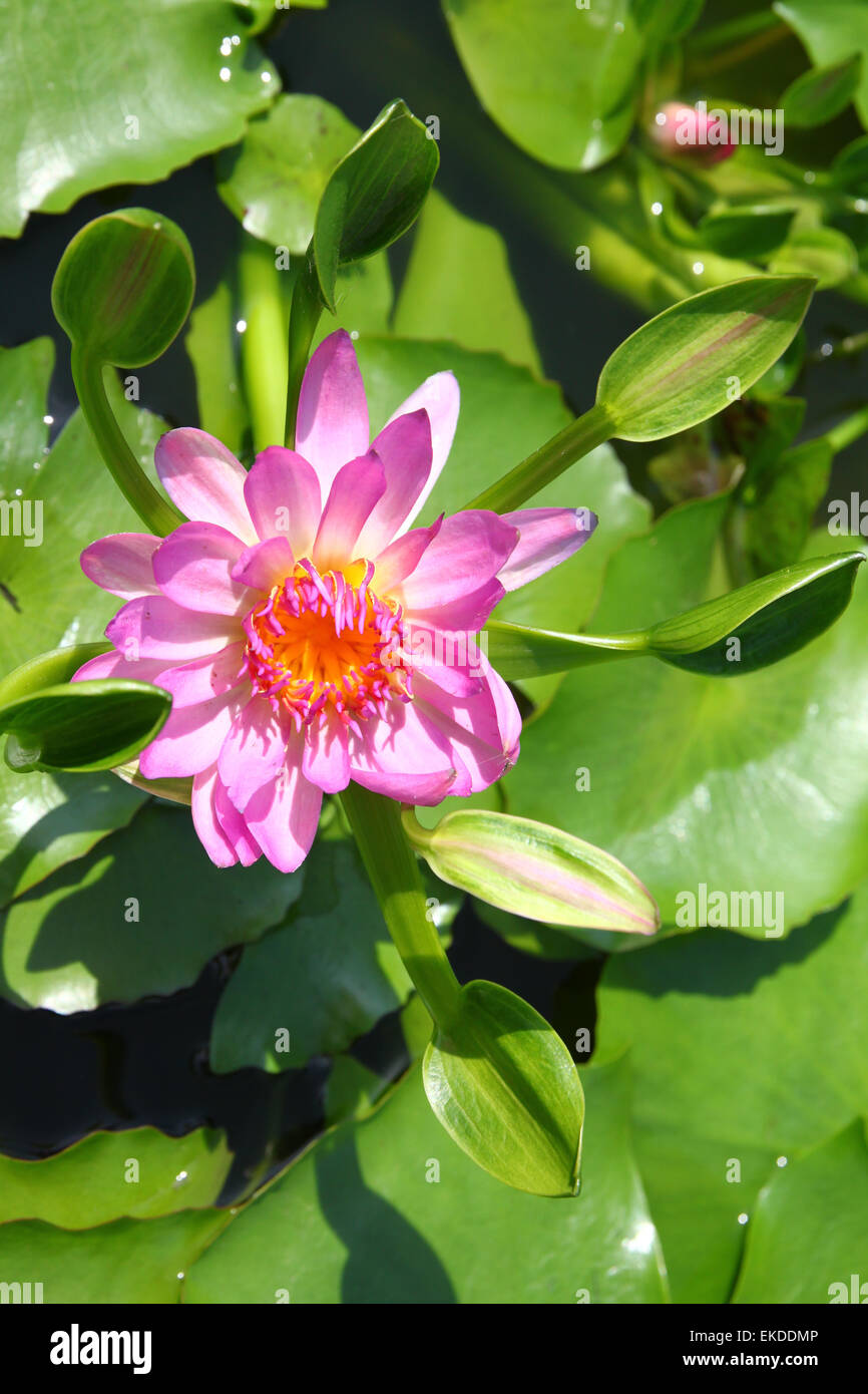 blossom lotus flower in pond Stock Photo