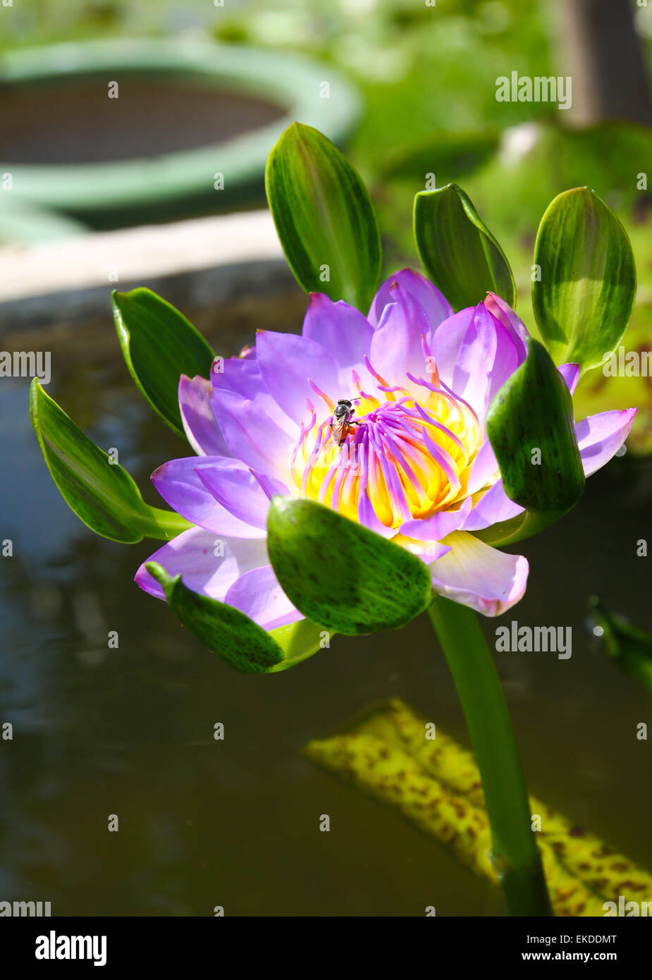 blossom lotus flower with bee Stock Photo