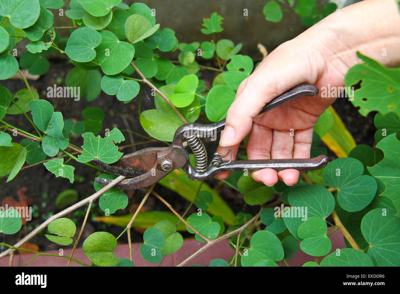 Woman's hand pruning bushes Stock Photo Alamy