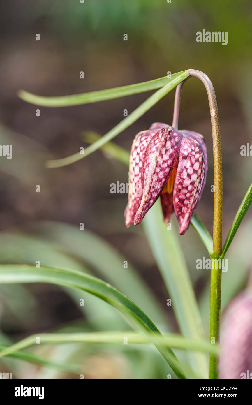 Fritillaria meleagris, snakes head fritillary. Stock Photo