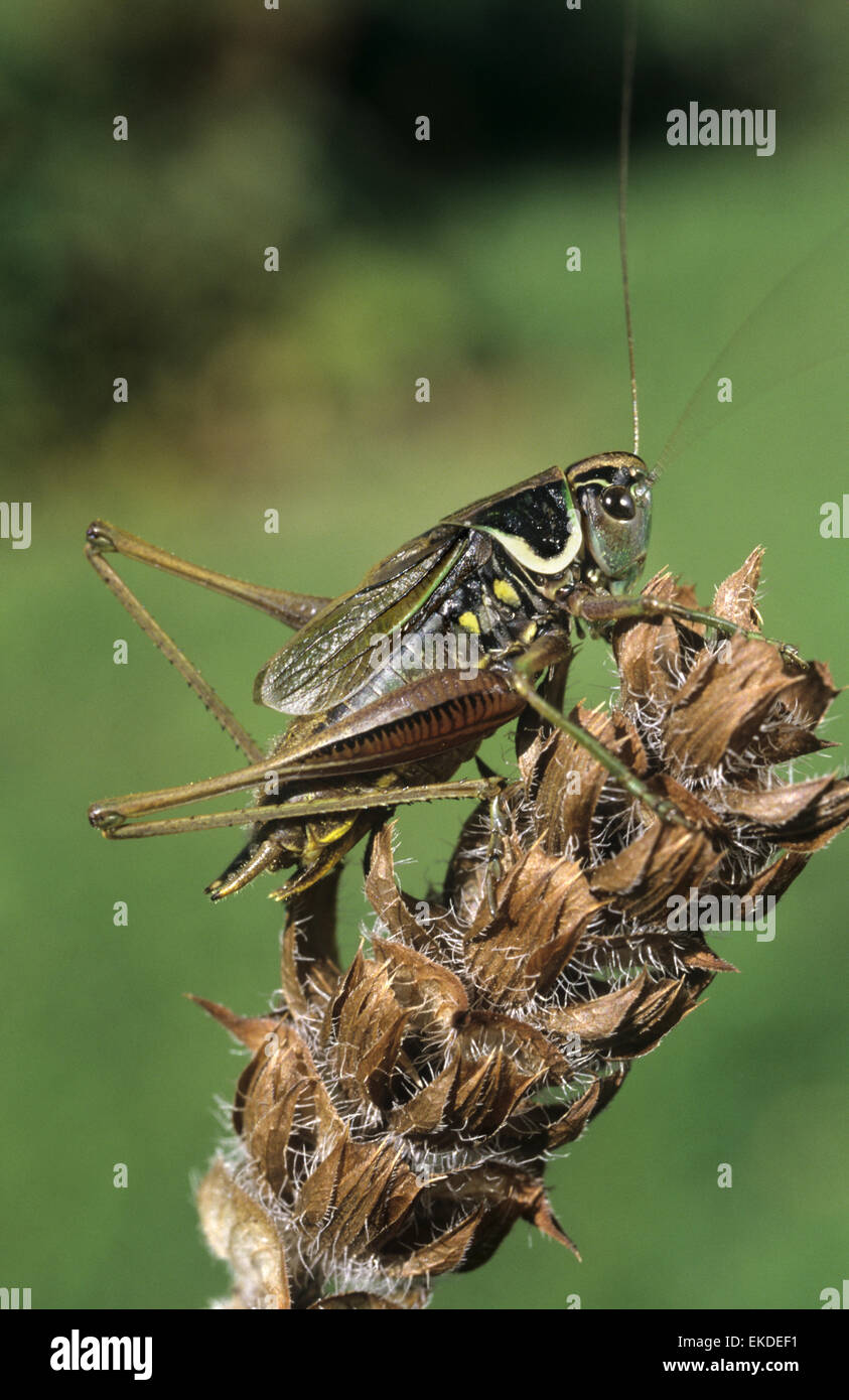 Roesel's Bush-cricket - Metrioptera roeselii Stock Photo
