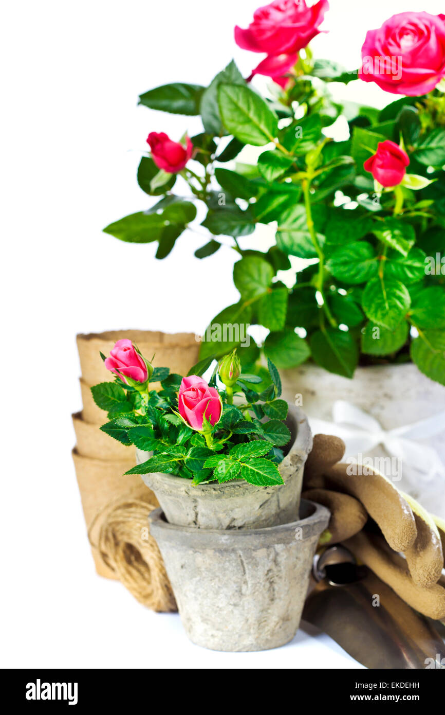 Rose plant gardening tools hi-res stock photography and images - Alamy