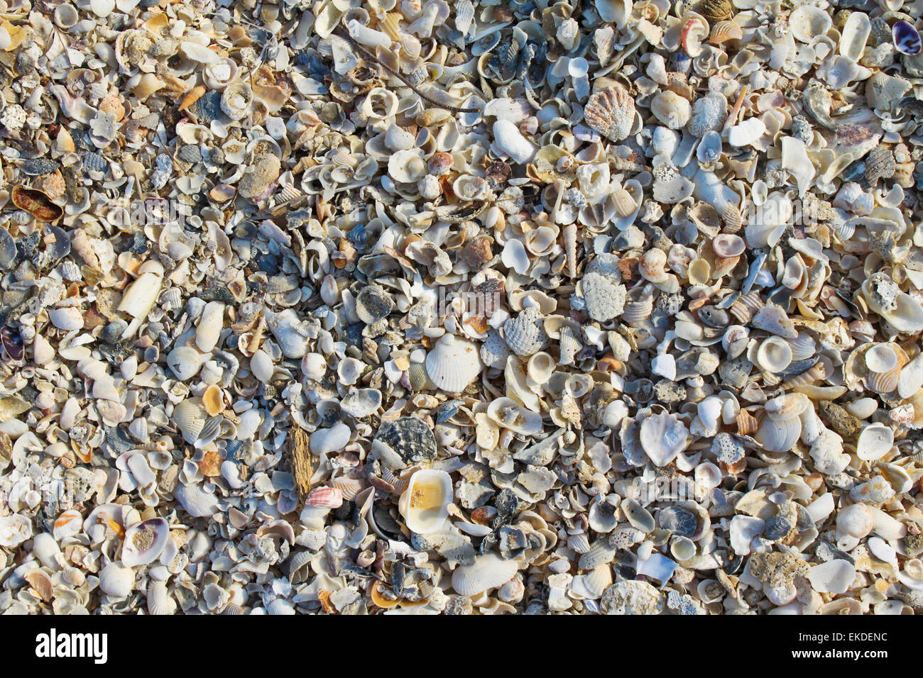 Shell texture Stock Photo