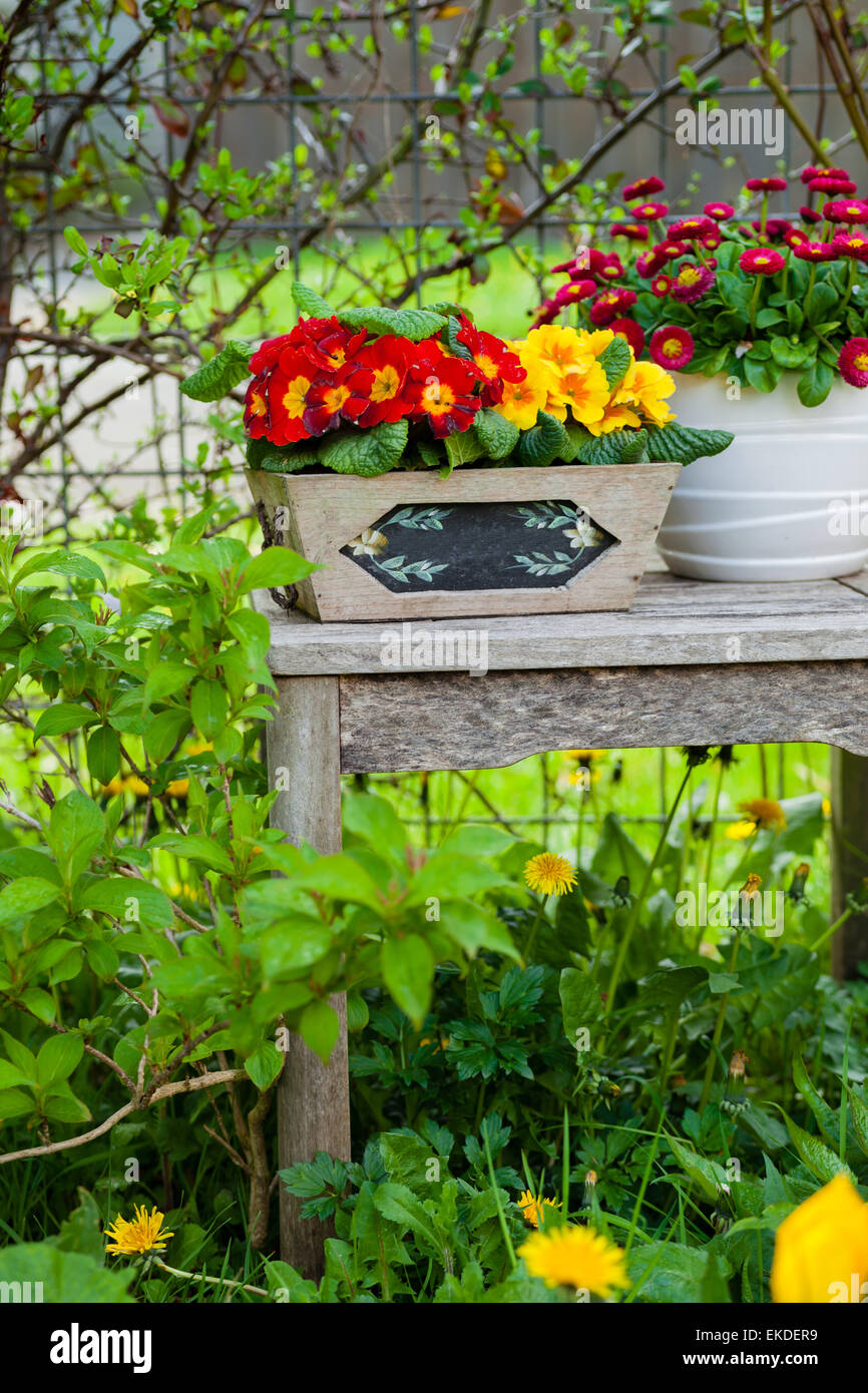 Pretty potted daisy Stock Photo Alamy