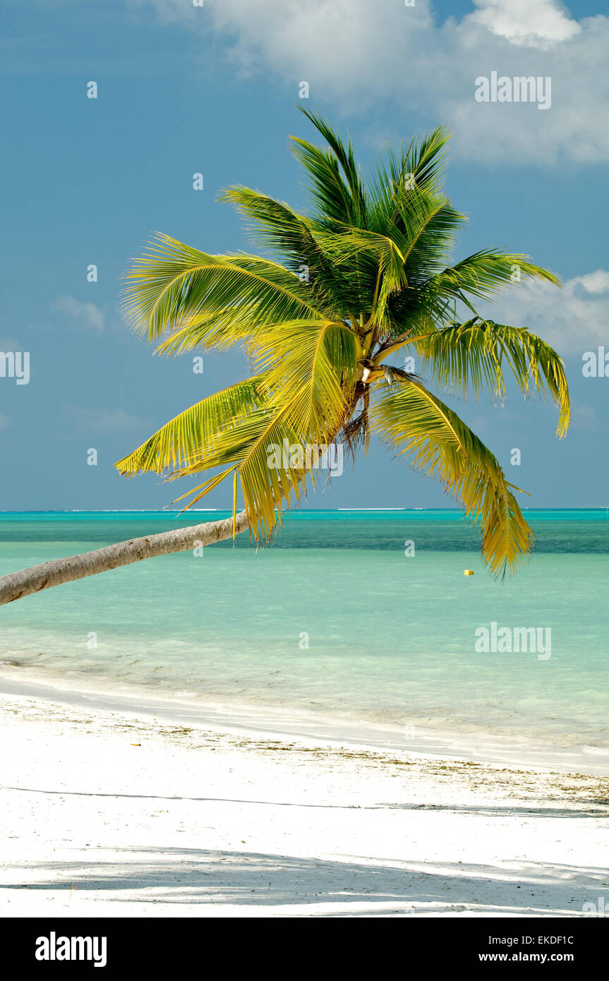 Palm tree on ocean beach Stock Photo
