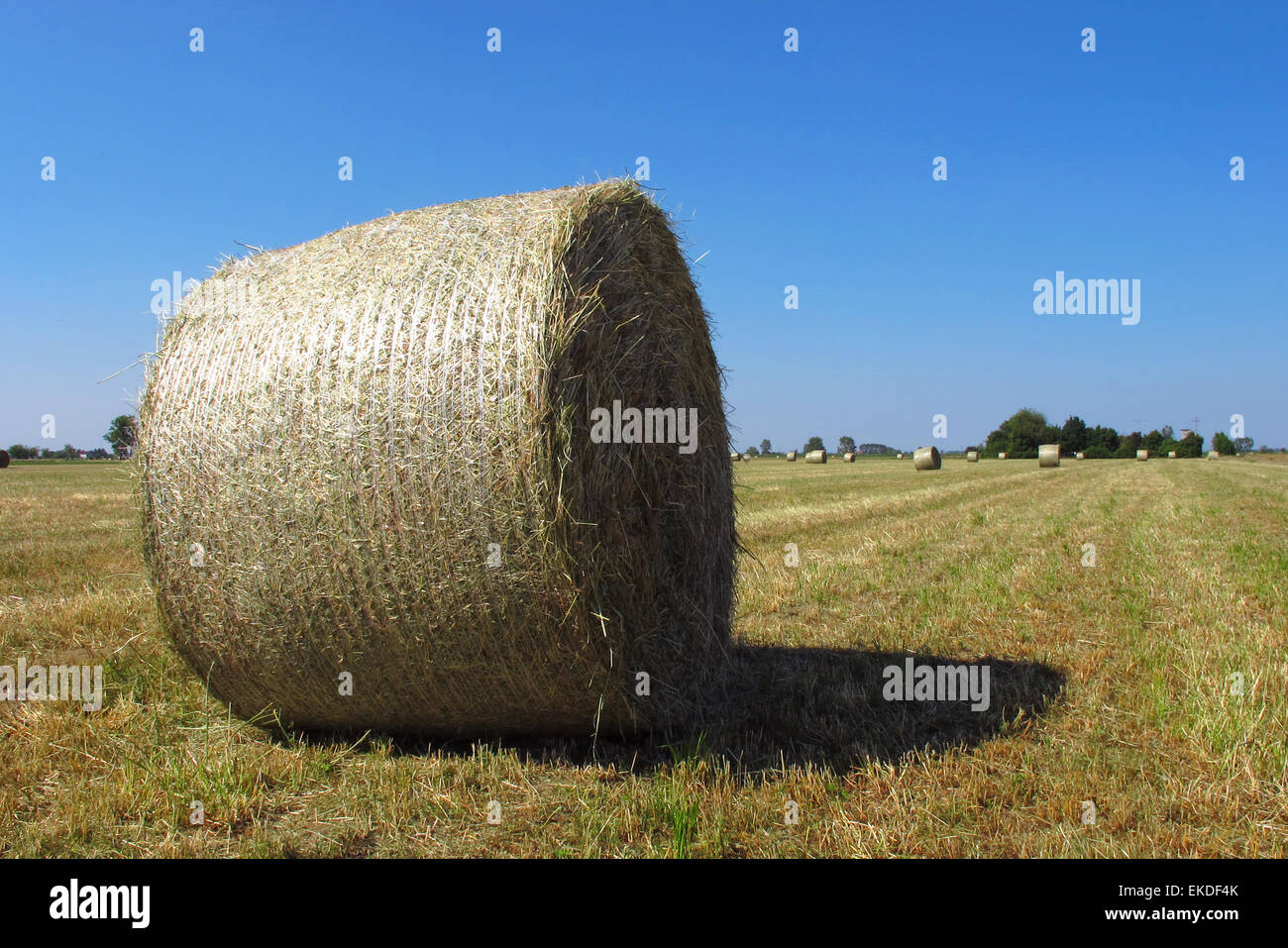 Round bale of hay. Emilia Romagna, Italy. Stock Photo