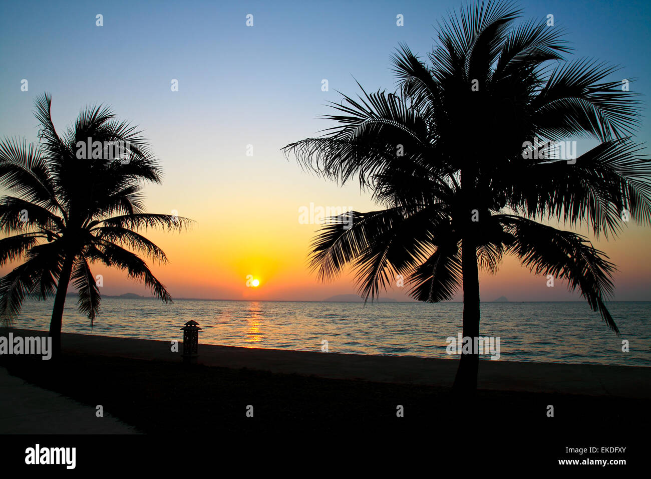 Sea coconut palm trees hi-res stock photography and images - Alamy