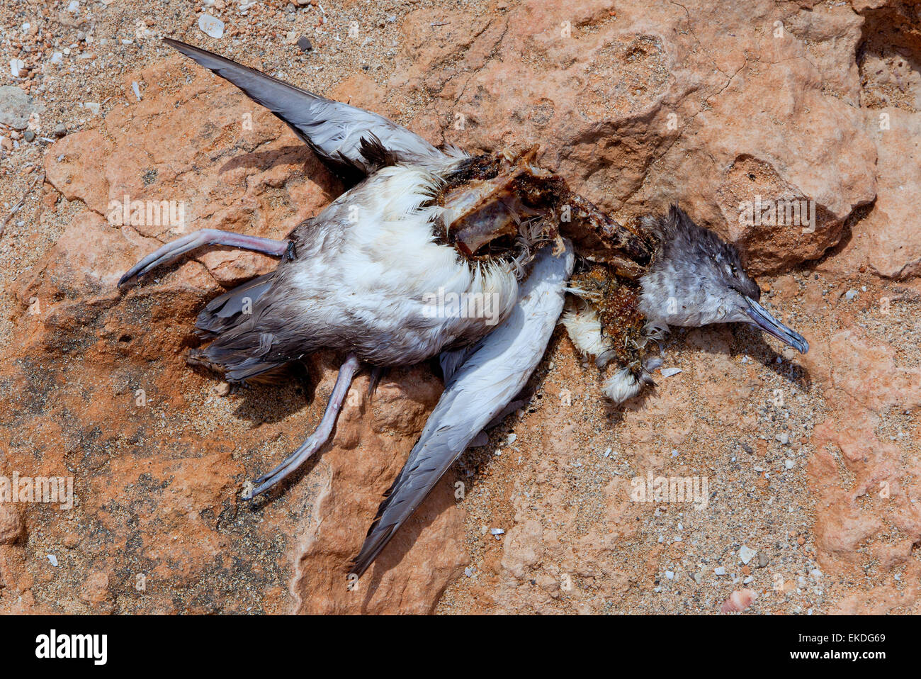 died sea bird over rock in Balearic islands Stock Photo