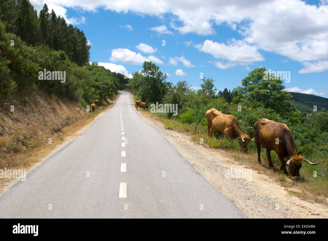 Group of cow in Tras Os Montes, Portugal. Stock Photo