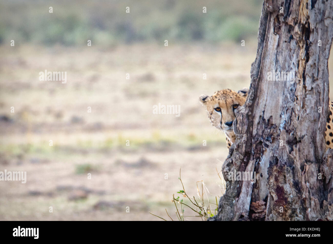 Young Cheetah, Acinonyx jubatus, hiding and peeking from behind a tree in the Masai Mara, Kenya, East Africa Stock Photo