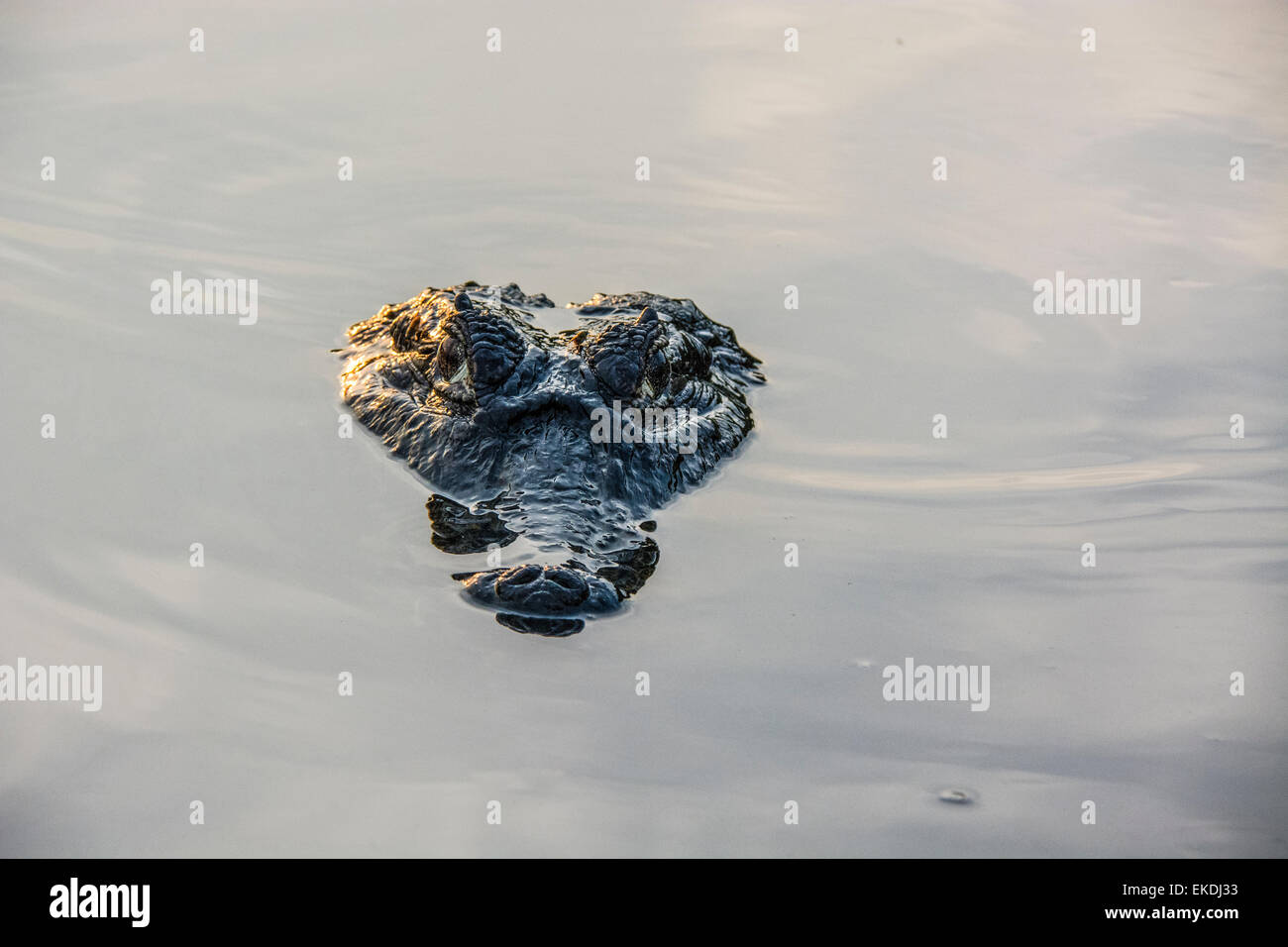 Sinister head of a Yacare Caiman, Caiman crocodilus yacare, in a river in the Pantanal, Mato Grosso, Brazil, South America Stock Photo