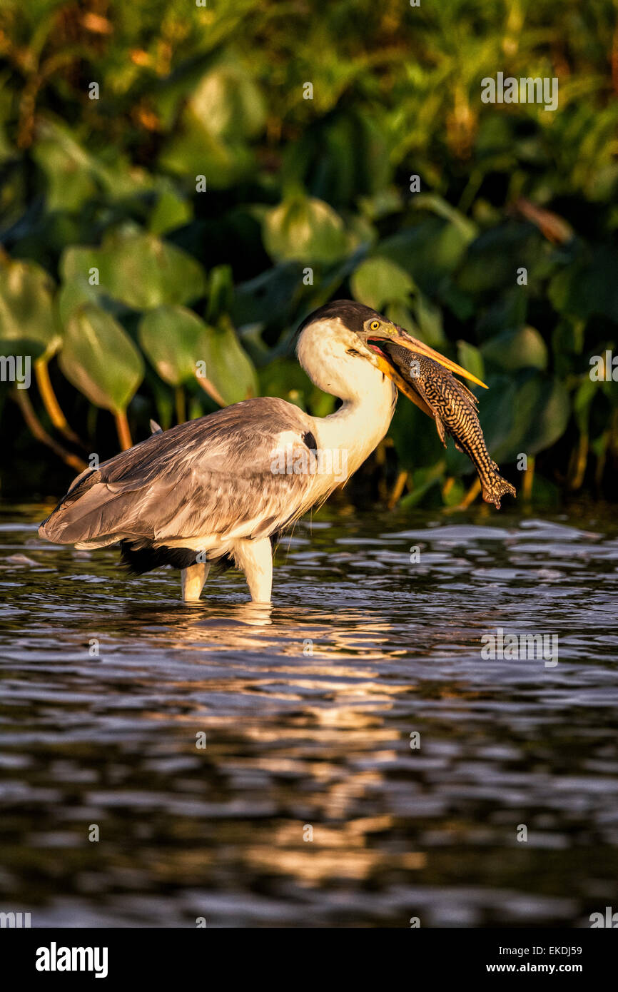 Cocoi Heron or White-necked Heron, Ardea cocoi, wading in a river in the Pantanal holding fish in its beak, Mato Grosso, Brazil Stock Photo