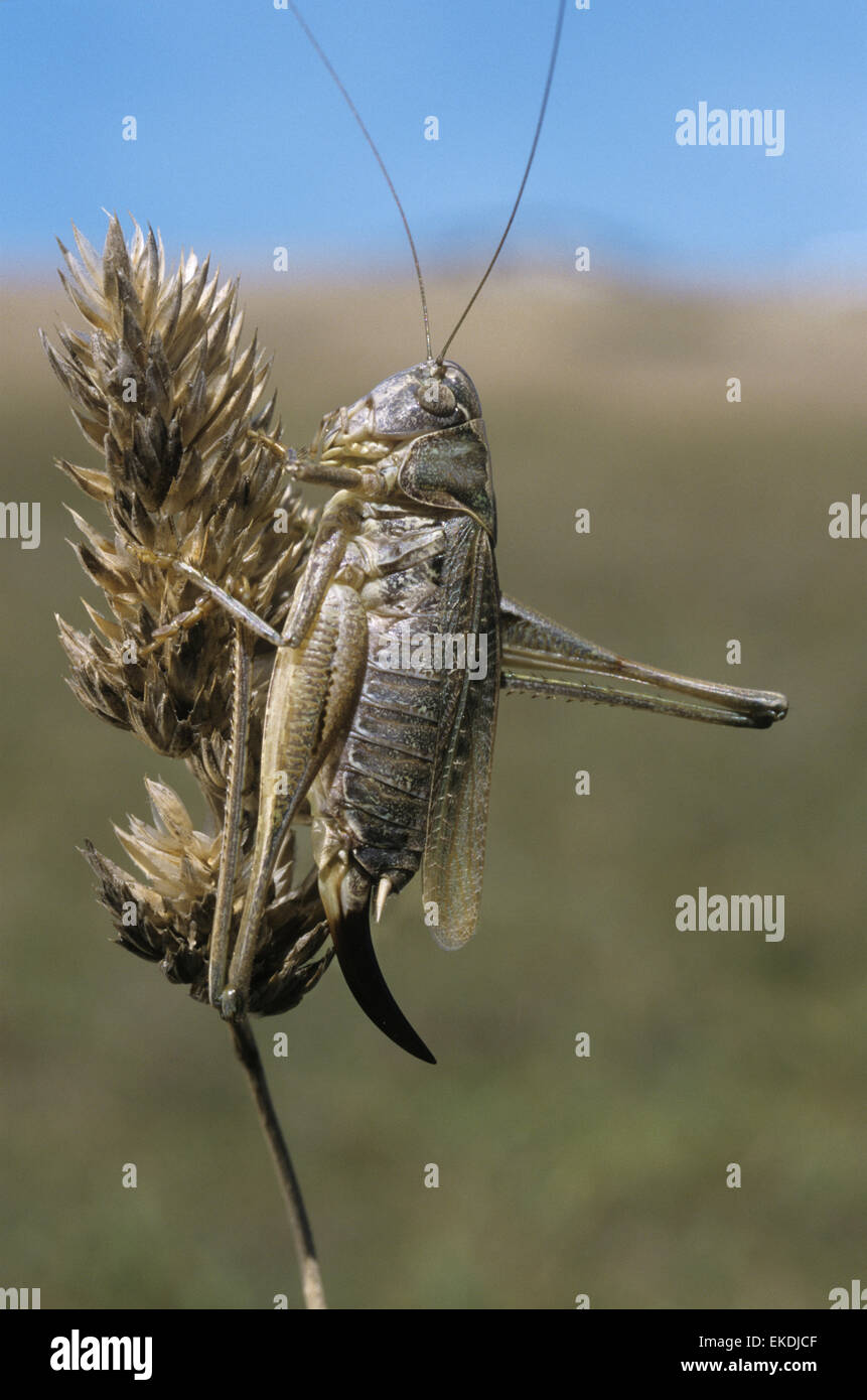 Grey Bush-cricket - Platycleis albopunctata Stock Photo