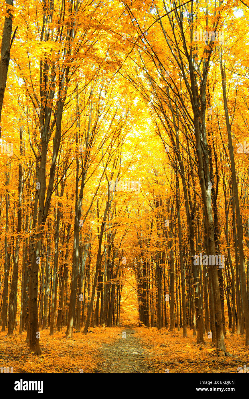 Green forest forest hi-res stock photography and images - Alamy